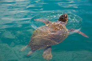 Γιατί η προστασία της θάλασσας είναι υπόθεση όλων και πώς διαδρούμε με την περιβαλλοντική πολιτική