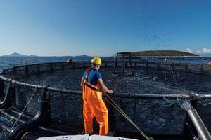 Ιχθυοτροφές τι πραγματικά ισχύει για τη σύνθεση τους τον έλεγχο και τη βιωσιμότητα τους