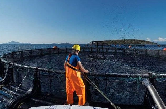 Ιχθυοτροφές τι πραγματικά ισχύει για τη σύνθεση τους τον έλεγχο και τη βιωσιμότητα τους